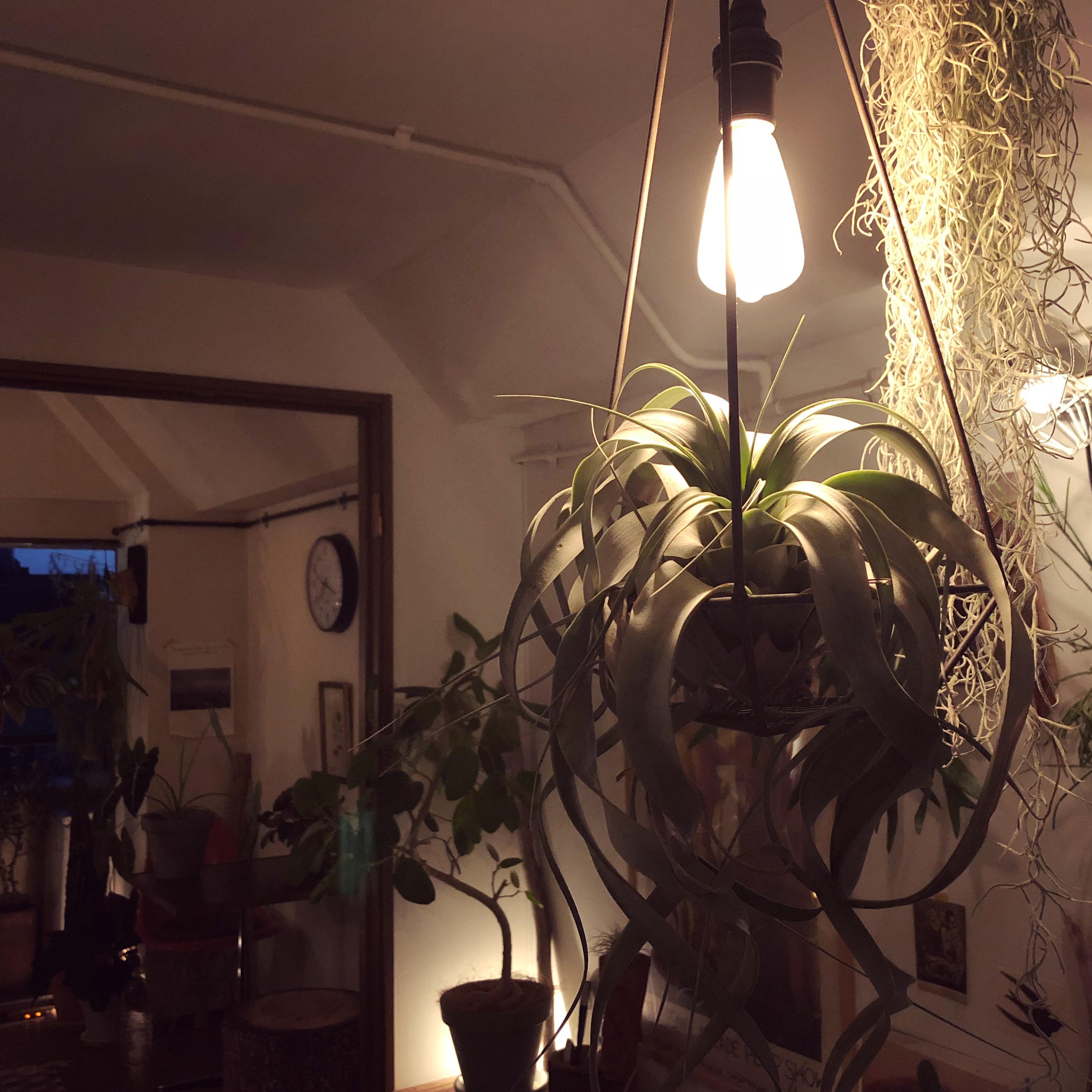 植物の形を活かしたライティング/キセログラフィカ