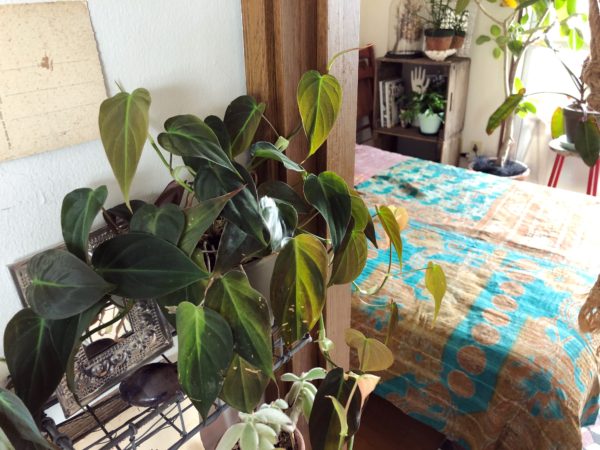 シェルフにおすすめの植物/フィロデンドロン・ビロードカズラ