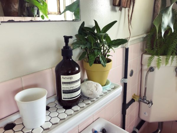 ドリミオプシス・マクラータ