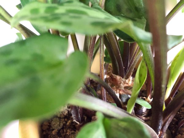 ドリミオプシス・マクラータ