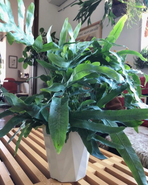 育てやすい植物の代表格 フレボディウム ブルースター Shinterior Tokyo シンテリア ドット トーキョー