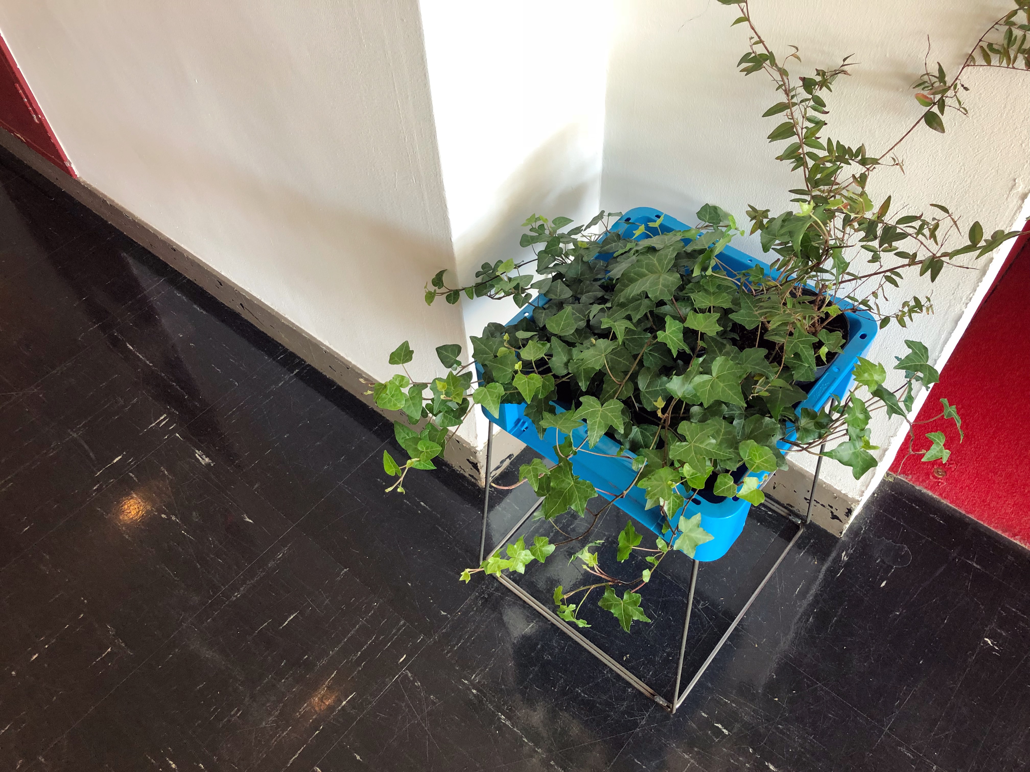 【イケてるショップのイケてる植物⑤】D&DEPARTMENT TOKYO