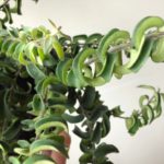 ファンキーな植物/エスキナンサス・ラスタ