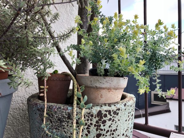 ロータス・ブリムストーン　ディスプレイ