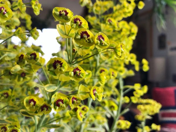 ユーフォルビア・ゴールデンレインボー