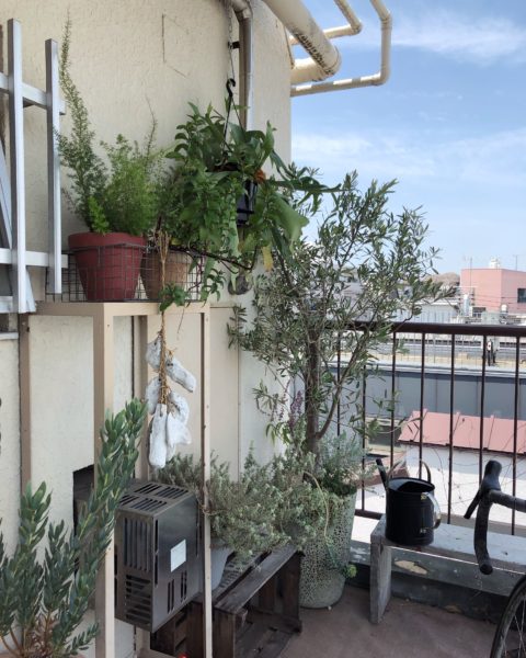 チョコレートミント