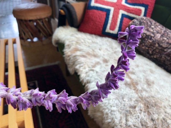 アメジスト・セージ　花