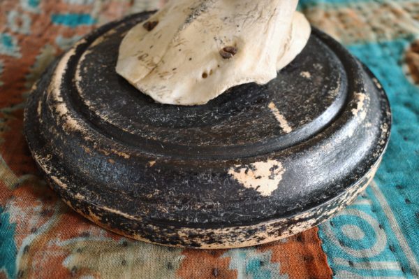 鹿角ハンティングトロフィー