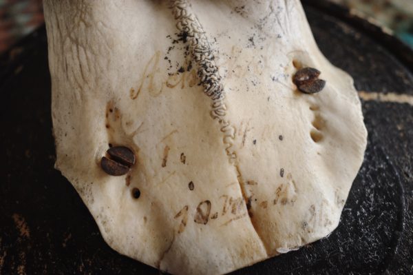 鹿角ハンティングトロフィー