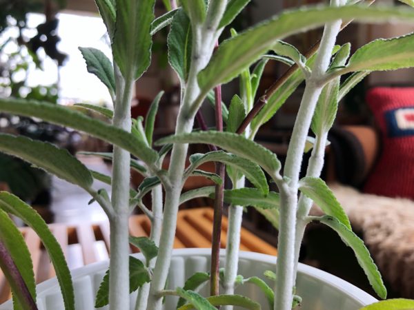 アメジスト・セージ