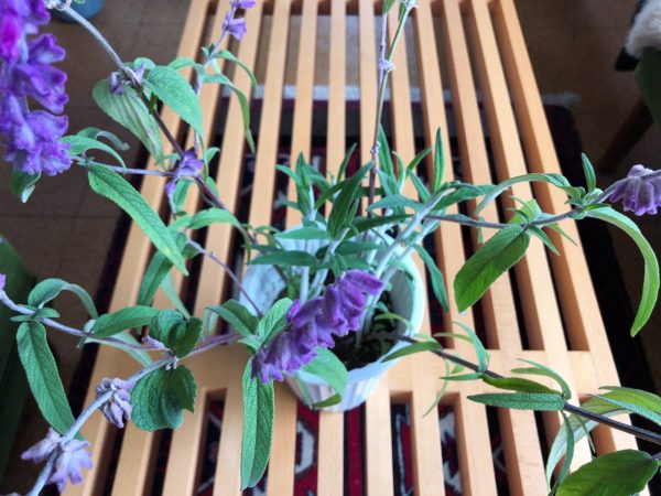 アメジスト・セージ