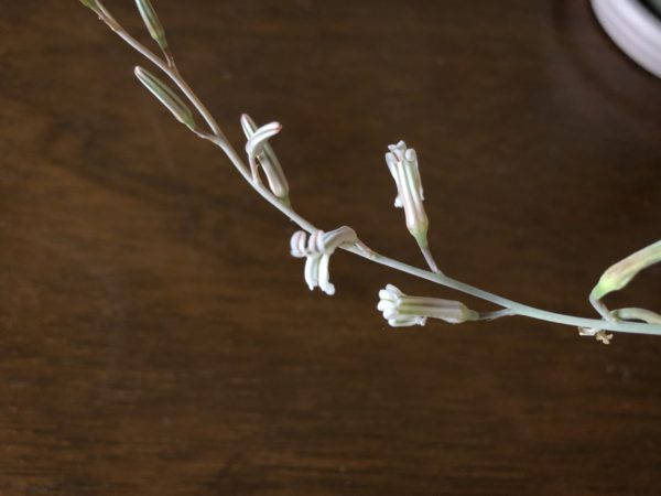ハオルチア　十二の巻　花