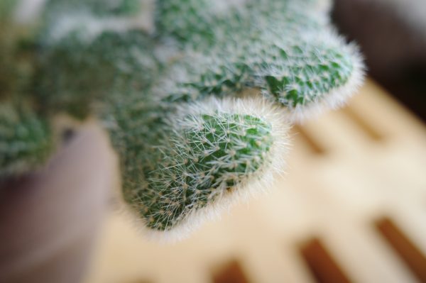 脳みそサボテン