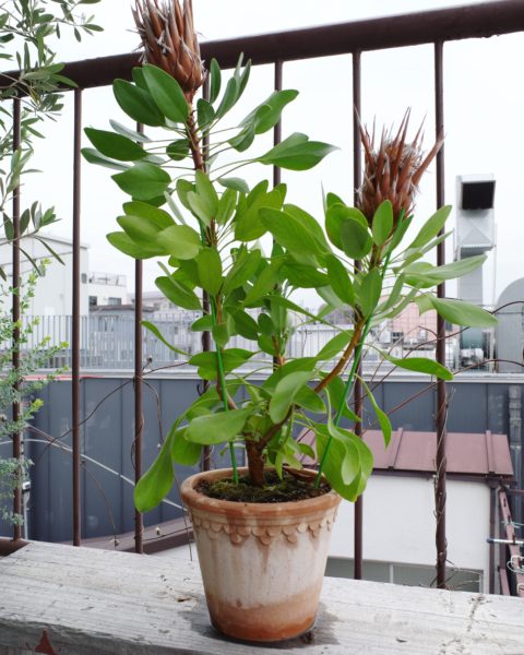 プロテア　SOLSO