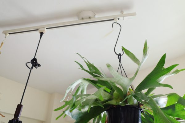 ビカクシダ ハンギング