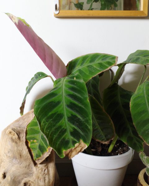 カラテア・ワルセウィッチ 葉