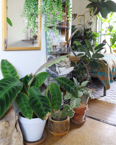 カラテア・ワルセウィッチ 葉