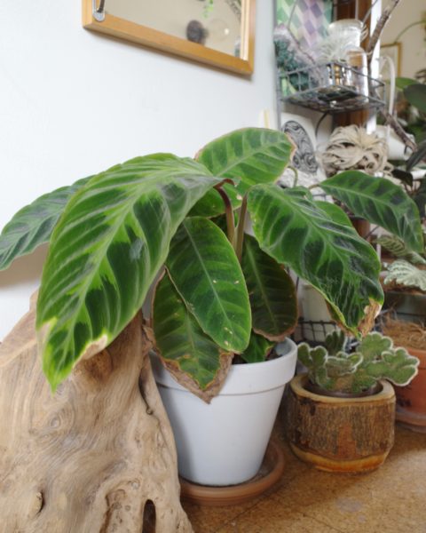 カラテア・ワルセウィッチ 葉