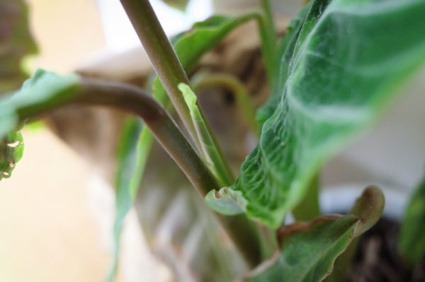 カラテア・ワルセウィッチ 葉