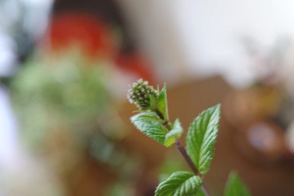 ミント　花