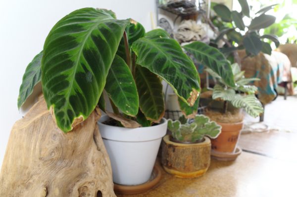 カラテア・ワルセウィッチ 葉