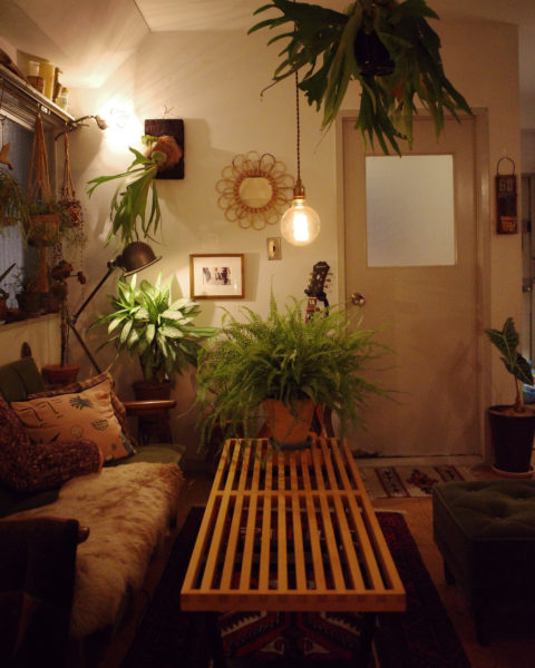 ビカクシダ ハンギング 夜