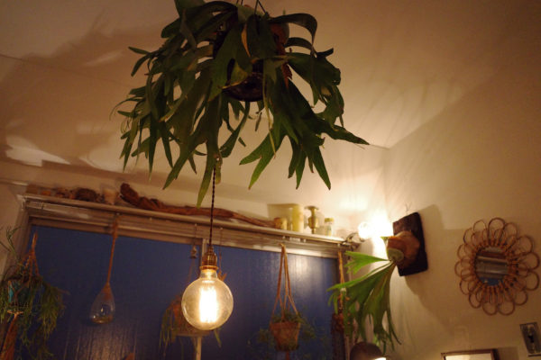 ビカクシダ ハンギング 夜