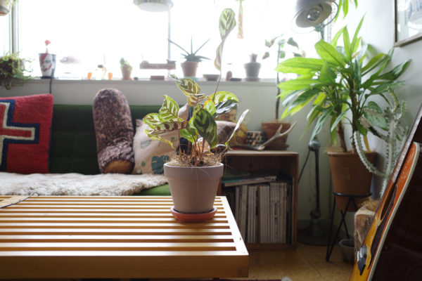 カラテア・マコヤナ