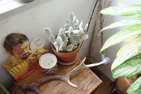 バニーカクタス　ディスプレイ