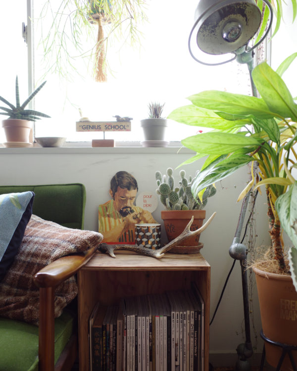 バニーカクタス　ディスプレイ