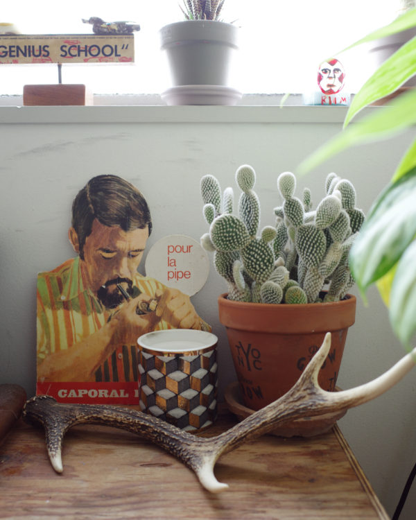 バニーカクタス　ディスプレイ