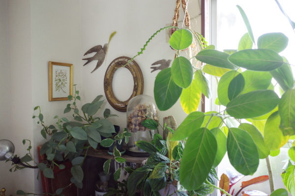 ウォールデコレーション　植物