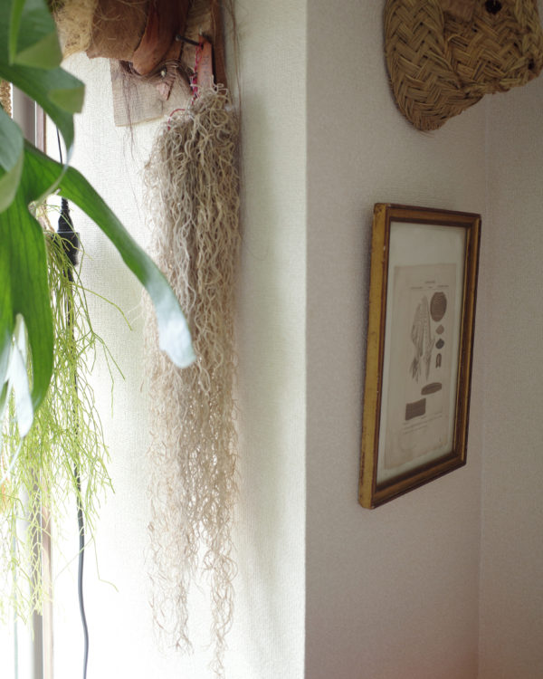 ビカクシダ　エアプランツ