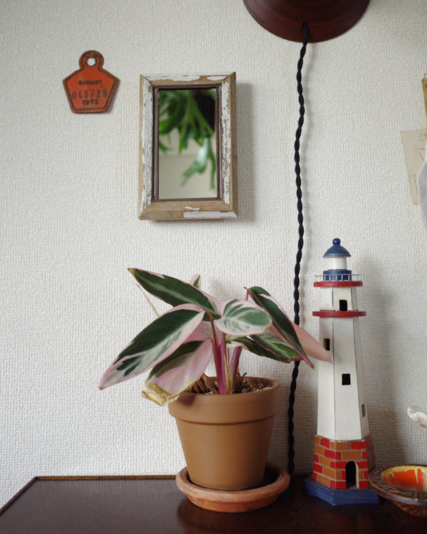 ベルギー　バイクラベル　デコレーション