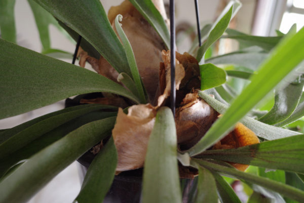 ビカクシダ　ハンギング　飾り方