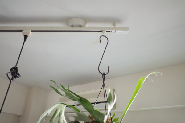 ビカクシダ　ハンギング　飾り方