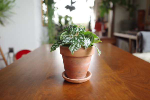 ピレア・カディエレイ　窓際