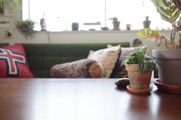 ピレア　飾り方