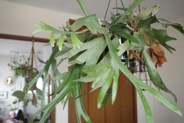 ビカクシダ　ハンギング　飾り方