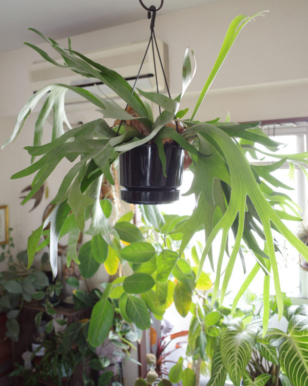 ビカクシダ　ハンギング　飾り方