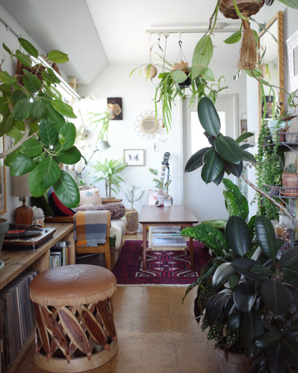 観葉植物　飾り方 ジャングル