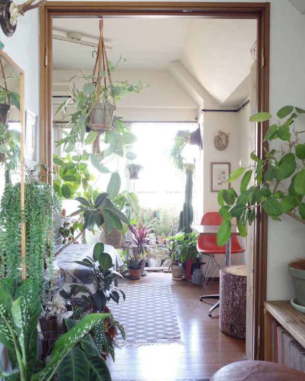 お部屋に映える観葉植物の飾り方 植物でフレームをつくる Shinterior Tokyo シンテリア ドット トーキョー