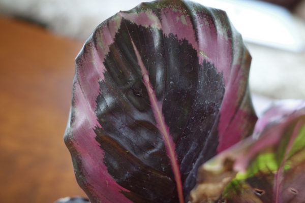 カラテア・ドッティ