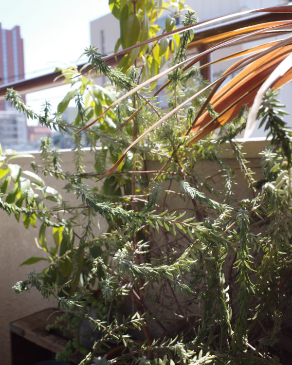 ベランダ　冬越し　植物