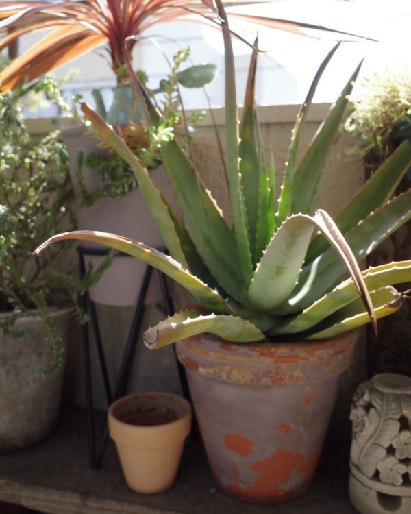 ベランダ　冬越し　植物