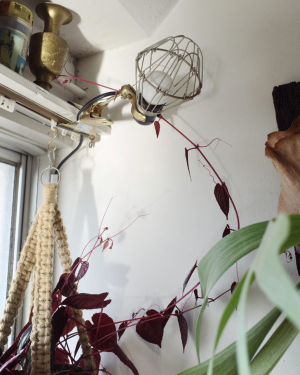 シッサス・ディスカラー　ディスプレイ