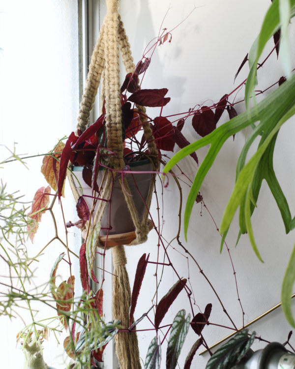 シッサス・ディスカラー　ディスプレイ